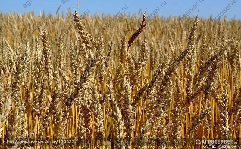 фотография продукта Семена пшеницы