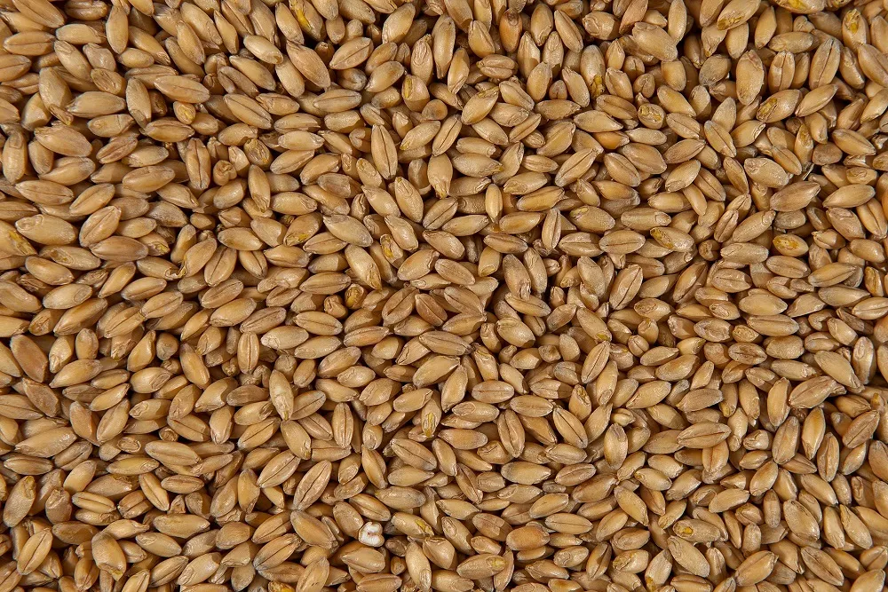 фотография продукта Полба Обрушенная / Emmer wheat Dehulled