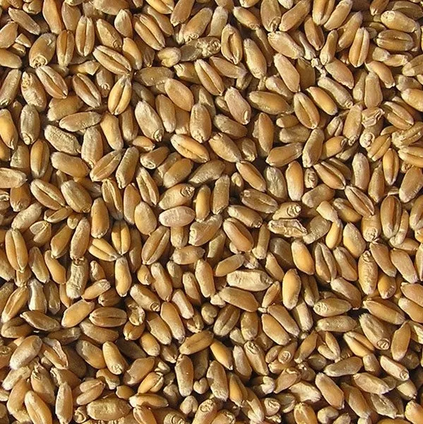пшеница продовольственная 4 класс 23 год в Туле и Тульской области